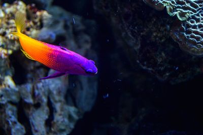 Close-up of fish swimming in water