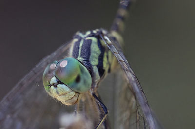 Macro close up, focus stacked shot of a yellow, green and black dragonfly