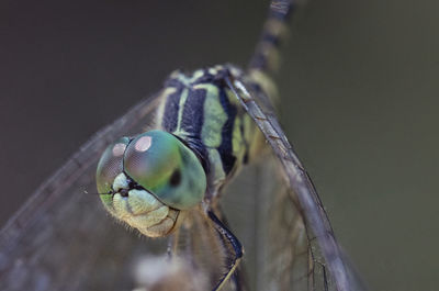 Close-up of dragonfly on plant