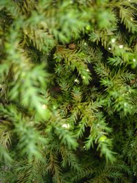 Full frame shot of tree branch