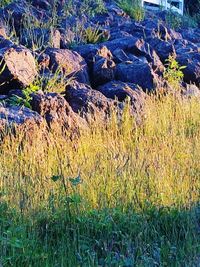 Plants growing on field