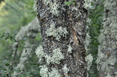 Close-up of moss on tree trunk