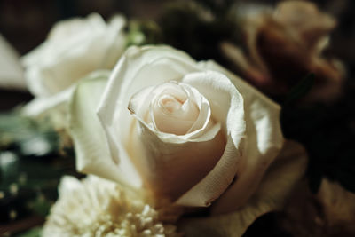 Close-up of white rose