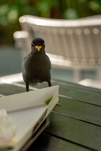 Close-up of bird perching on wooden table