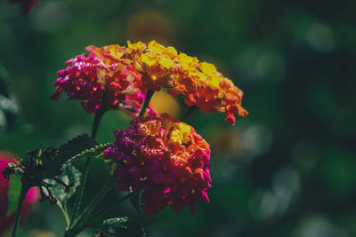 Close-up of red flowering plant in park