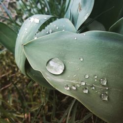 Close-up of wet plant