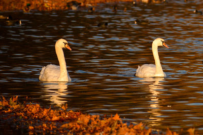 Swan floating on lake