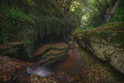 Scenic view of waterfall in forest