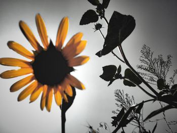 Close-up of sunflower blooming against sky