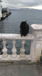 Portrait of black cat sitting by sea against sky