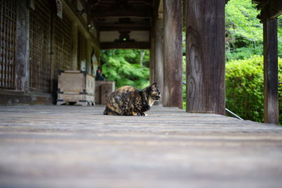 Portrait of a cat sitting on wood