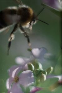 Close-up of insect on flower