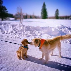 Dog standing in snow