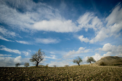 Trees on landscape against sky