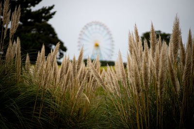 View of amusement park