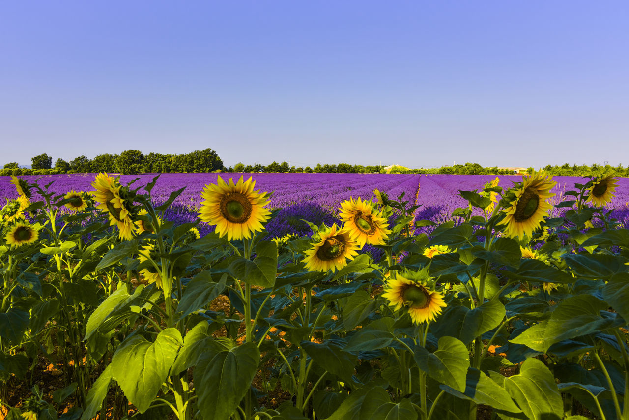 Haute-provence