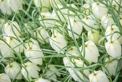 Close-up of flower