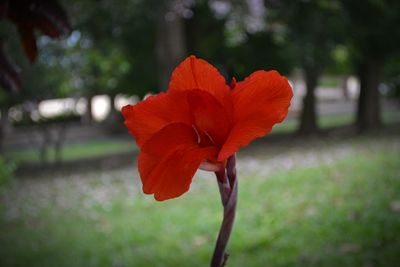 Close-up of orange rose flower