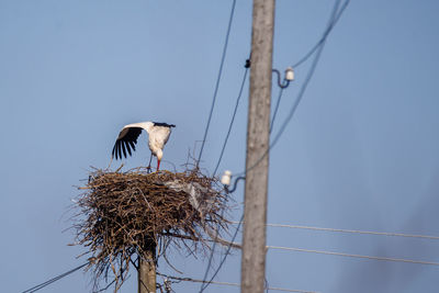 Low angle view of bird perching on nest against clear sky