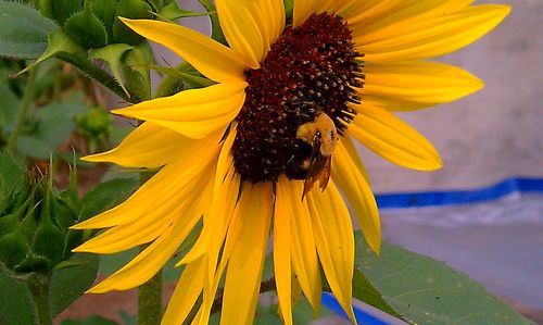 Close-up of sunflower