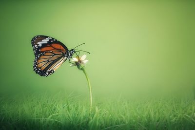 Close-up of butterfly on grass