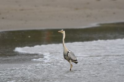 View of a bird on beach