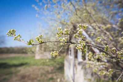 Close-up of cherry blossom tree