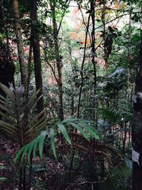 Trees in forest