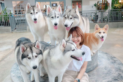 Portrait of  dogs