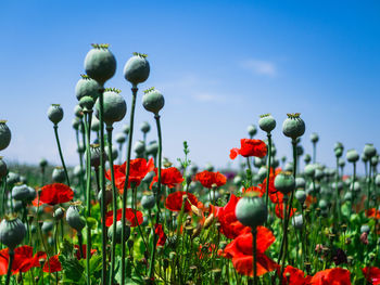 Close-up of red poppy flowers growing on field