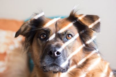 Close-up portrait of dog