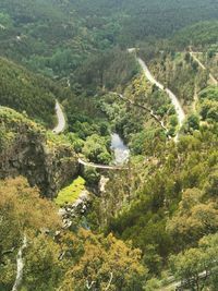 High angle view of trees and plants in forest