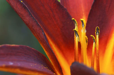 Close-up of flowering plant