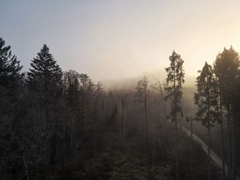 Trees in forest against sky