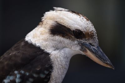 Close-up of a bird