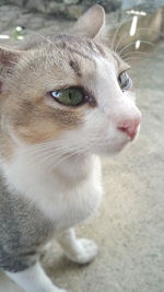 Close-up of a cat looking away