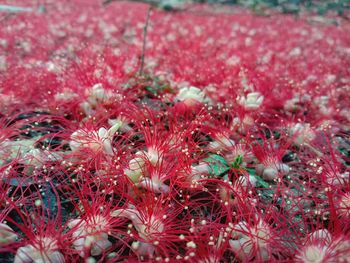 Close-up of red flowering plants