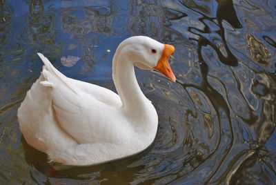 High angle view of swan in lake