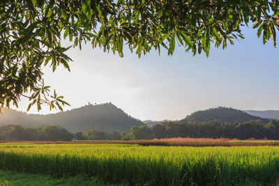 Scenic view of field against sky