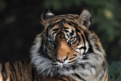 Close-up portrait of a tiger