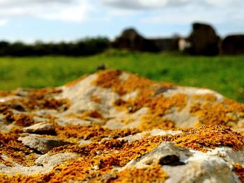 Close-up of lichen covered rock at field against sky