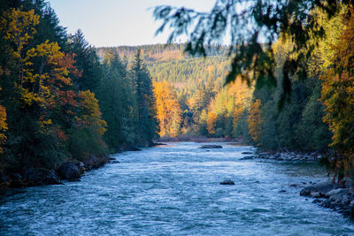 River amidst trees in forest during autumn