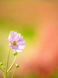 Close-up of purple flowering plant