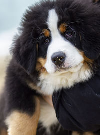 Close-up portrait of dog