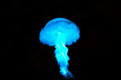 Close-up of jellyfish against black background