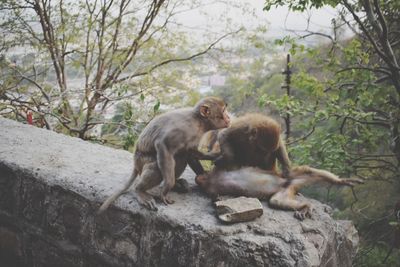 Monkey sitting on rock against trees