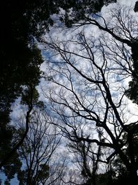 Low angle view of bare trees against sky