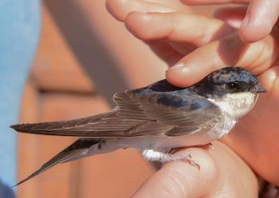 Midsection of person holding bird