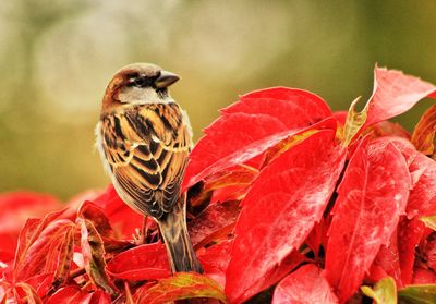 Rear view of sparrow perching on red leaf