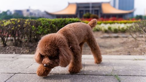 View of a dog on the road